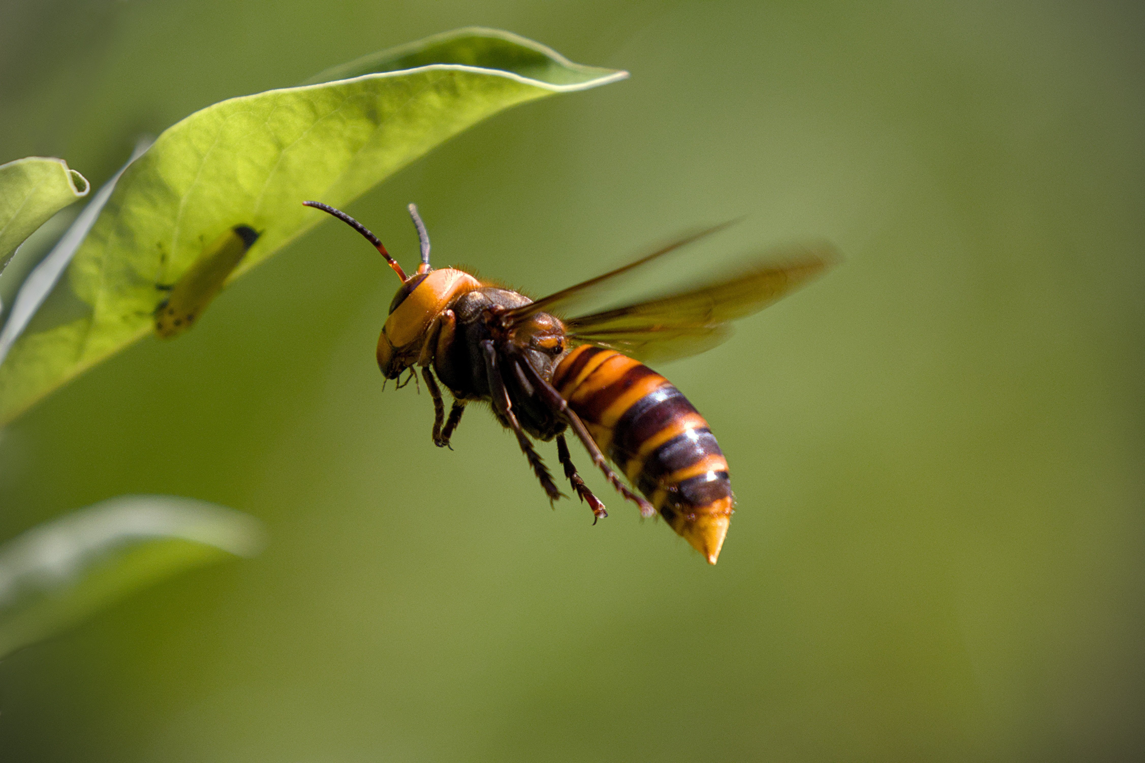 Identifier et se débarrasser des insectes volants dans la maison — free download